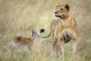 Lioness Adopts Impala