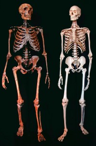 Das menschliche Skelett (Bild: dpa)