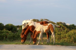 KINA - Wild und frei: Die Insel der Pferde