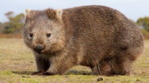 Ein ausgewachsener Wombat - sieht nur gemütlich aus, ist aber rasend schnell und manchmal rasend wütend (Bild: Fotolia)