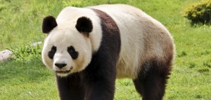 Ein Panda-Bär liebt Pflanzen, vor allem aber Bambus (Bild: Thinkstock)