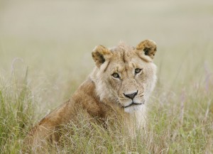 African lion (Panthera leo); Masai Mara National Reserve, Kenya
