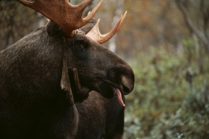 Elk / moose bull, Sarek National Park, Sweden