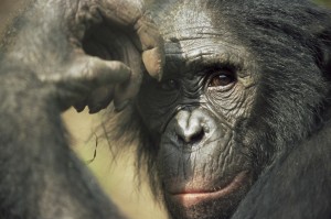 Bonobo, Lola Ya Bonobo Sanctuary, Kinshasa, DR of Congo