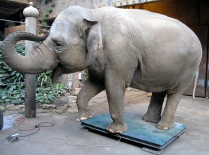 Fast viereinhalb Tonnen bringt Elefanten-Dame Hoa auf die Waage. 