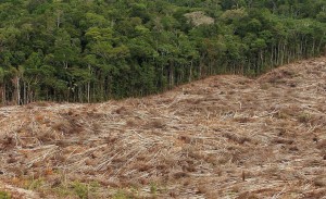 Um immer mehr Ölpalmen anzubauen, wird immer mehr Regenwald zerstört. (Bild: dpa)