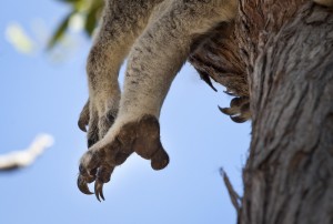 Koalas haben starke Arme und Glieder an ihren Vorderpfoten, die sie wie Greifzangen einsetzen. (Foto: dpa) 
