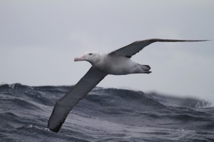 KINA - Kräftiger Wind ist gut für Albatrosse