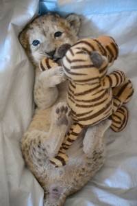 Der kleine Löwe nuckelt gern an einem Stoff-Tiger. (Foto: dpa)
