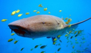 Auch Haie finden jede Menge Nahrung im Riff. (Foto: dpa) 