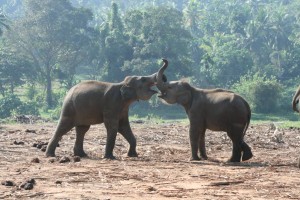 Zwei Elefanten aus dem Waisenhaus spielen miteinander. (Foto: Lehnen) 