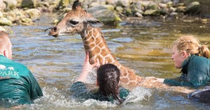 Sofort waren Helfer zur Stelle, um das Giraffen-Baby aus dem Wasser zu holen. (Foto: dpa)
