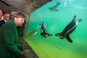 Es sieht fast so aus, als führen die Pinguine für ihre berühmte Besucherin einen kleinen Schwimm-Tanz auf. (Foto: dpa)