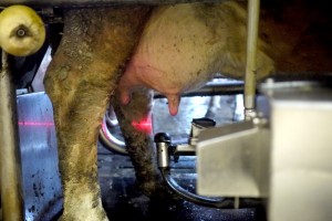 Der Laser des Melkroboters erkennt, wo das Euter der Kuh ist. (Foto: dpa)
