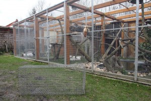 Max Enders hat den Tieren extra einen großen Käfig gebaut. Auf den Farmen haben sie es nicht so gut, dort ist der Käfig sehr viel kleiner. (Foto: dpa)