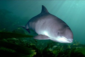 Schweinswale können auch mal ein paar Minuten unter Wasser aushalten - wenn sie in die Tiefe tauchen. (Foto: dpa)