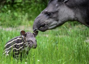 Der kleine Tapir mit seiner Mutter. (Foto: dpa)