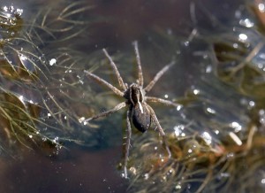Studie: Klimawandel macht Spinnen größer