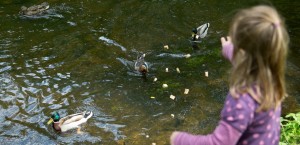 Ein Mädchen füttert Enten im Park. Statt Brot wäre aber zum Beispiel Grünkohl besser für die Tiere. (Foto: dpa)