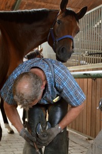 Das Pferd Lotta guckt neugierig zu, wie der Schmied ihr das Eisen aufnagelt. (Foto: dpa)