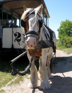 Ein Pferd zieht die Bahn auf Spiekeroog. In größeren Städten waren die Bahnen früher oft größer, dafür brauchte man dann zwei Pferde. (Foto: dpa)
