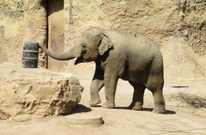 ... Schnell ein Elefant. (Fotos: dpa)