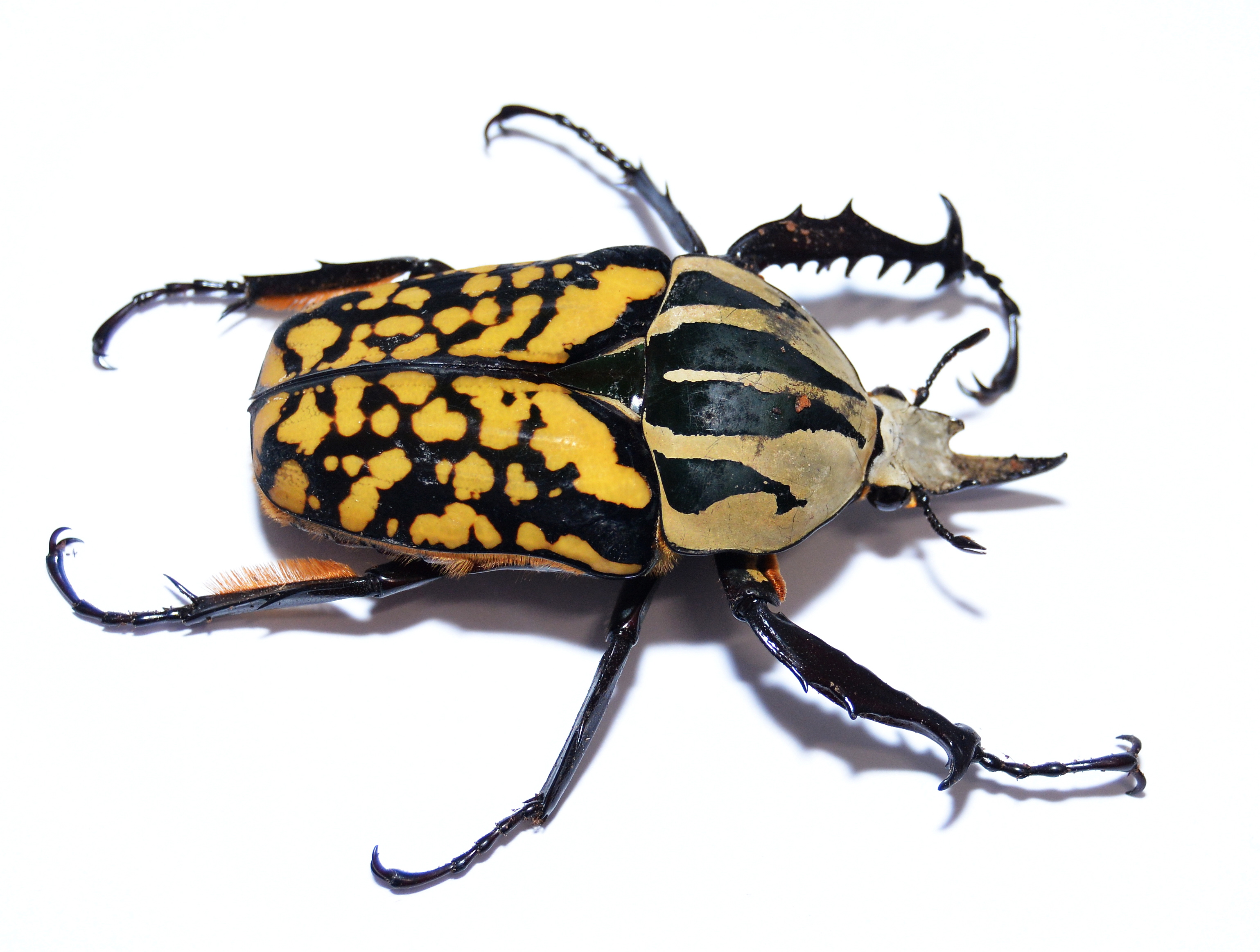 Käfer als Haustiere halten - Ein neuer Trend?