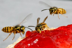 Eine Wespe ist schlanker, und die gelben Streifen leuchten mehr als bei einer Biene. (Foto: dpa)